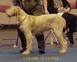 Filename=Colour-OfClover.jpg
Filesize=25KiB
Dimensions=314x257
Date added=Sep 13, 2009 Colour-OfClover.jpg
