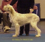 Filename=L SweetLili.jpg
Filesize=26KiB
Dimensions=313x298
Date added=Sep 13, 2009 L SweetLili.jpg