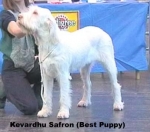 Filename=K-Safron.jpg
Filesize=26KiB
Dimensions=405x359
Date added=Sep 13, 2009 K-Safron.jpg