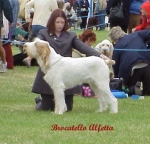 Filename=B-Alfetta.jpg
Filesize=33KiB
Dimensions=348x336
Date added=Sep 13, 2009 B-Alfetta.jpg