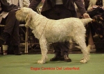 Dateiname=E Camica.jpg
Dateigröße=56KB
Abmessungen: 532x380
hinzugefügt am: 13. September 2009 E Camica.jpg