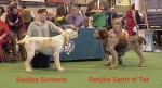 Filename=Puppies.jpg
Filesize=43KiB
Dimensions=484x264
Date added=Sep 13, 2009 Puppies.jpg