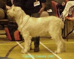 Filename=C Celeste.jpg
Filesize=39KiB
Dimensions=401x322
Date added=Sep 13, 2009 C Celeste.jpg