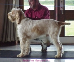 Filename=B Boscarelli.jpg
Filesize=69KiB
Dimensions=568x480
Date added=Sep 13, 2009 B Boscarelli.jpg