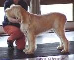 Filename=C Celeste.jpg
Filesize=53KiB
Dimensions=502x408
Date added=Sep 13, 2009 C Celeste.jpg