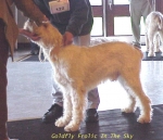 Filename=G Frolic.jpg
Filesize=64KiB
Dimensions=541x466
Date added=Sep 13, 2009 G Frolic.jpg