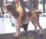 Dateiname=K Gwynder.jpg
Dateigröße=65KB
Abmessungen: 509x439
hinzugefügt am: 13. September 2009 K Gwynder.jpg