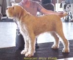 Nom du fichier=M DizzyBlonde.jpg
Taille du fichier=68Ko
Dimensions : 523x429
Ajouté le : 13 Septembre 2009 M DizzyBlonde.jpg