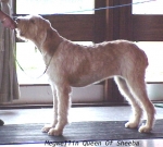 Dateiname=M QueenOfSheba.jpg
Dateigröße=47KB
Abmessungen: 468x423
hinzugefügt am: 13. September 2009 M QueenOfSheba.jpg