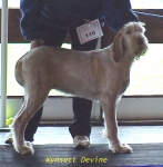Filename=W Devine.jpg
Filesize=40KiB
Dimensions=402x410
Date added=Sep 13, 2009 W Devine.jpg