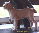 Filename=W Dynasty.jpg
Filesize=57KiB
Dimensions=520x439
Date added=Sep 13, 2009 W Dynasty.jpg