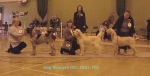 Dog Winners.jpg
