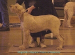 Filename=M Majestic Prince.jpg
Filesize=47KiB
Dimensions=520x384
Date added=Sep 13, 2009 M Majestic Prince.jpg