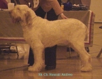 Filename=R Andreo.jpg
Filesize=47KiB
Dimensions=510x396
Date added=Sep 13, 2009 R Andreo.jpg