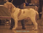 Filename=W CrackerJack.jpg
Filesize=58KiB
Dimensions=580x444
Date added=Sep 13, 2009 W CrackerJack.jpg