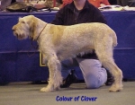 Filename=C Clover.jpg
Filesize=50KiB
Dimensions=496x390
Date added=Sep 13, 2009 C Clover.jpg