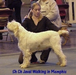 Nom du fichier=J WalkingInMemphis.jpg
Taille du fichier=50Ko
Dimensions : 418x412
Ajouté le : 13 Septembre 2009 J WalkingInMemphis.jpg
