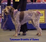 Filename=T Bramble.jpg
Filesize=46KiB
Dimensions=422x388
Date added=Sep 13, 2009 T Bramble.jpg