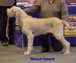 Filename=W Dynasty.jpg
Filesize=54KiB
Dimensions=490x410
Date added=Sep 13, 2009 W Dynasty.jpg