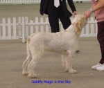 Filename=G Magic.jpg
Filesize=12KiB
Dimensions=338x288
Date added=Sep 13, 2009 G Magic.jpg