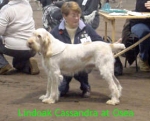 Filename=L Cassandra.JPG
Filesize=72KiB
Dimensions=279x226
Date added=Sep 13, 2009 L Cassandra.JPG