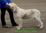 Filename=M QueenOfSheba.JPG
Filesize=120KiB
Dimensions=450x325
Date added=Sep 13, 2009 M QueenOfSheba.JPG
