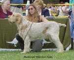 Filename=M MilleniumGold.jpg
Filesize=44KiB
Dimensions=432x352
Date added=Sep 13, 2009 M MilleniumGold.jpg