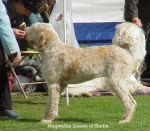 Filename=M QueenOfSheba.jpg
Filesize=76KiB
Dimensions=549x480
Date added=Sep 13, 2009 M QueenOfSheba.jpg