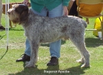Filename=S Apache.jpg
Filesize=72KiB
Dimensions=565x417
Date added=Sep 13, 2009 S Apache.jpg