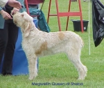 Filename=M QueenOfSheba.jpg
Filesize=29KiB
Dimensions=482x408
Date added=Sep 13, 2009 M QueenOfSheba.jpg