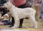 Filename=G Bailey.jpg
Filesize=58KiB
Dimensions=538x394
Date added=Sep 13, 2009 G Bailey.jpg