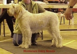 Filename=M DizzyBlonde.jpg
Filesize=52KiB
Dimensions=476x342
Date added=Sep 13, 2009 M DizzyBlonde.jpg