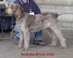 Filename=B BriccoViole.jpg
Filesize=40KiB
Dimensions=444x358
Date added=Sep 13, 2009 B BriccoViole.jpg
