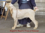 Filename=M MajesticPrince.jpg
Filesize=52KiB
Dimensions=558x412
Date added=Sep 13, 2009 M MajesticPrince.jpg