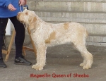 Filename=M QueenOfSheeba.jpg
Filesize=40KiB
Dimensions=468x360
Date added=Sep 13, 2009 M QueenOfSheeba.jpg