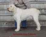 Filename=S Joey.jpg
Filesize=38KiB
Dimensions=478x388
Date added=Sep 13, 2009 S Joey.jpg
