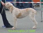 Filename=M QueenOfSheba.jpg
Filesize=20KiB
Dimensions=405x316
Date added=Sep 13, 2009 M QueenOfSheba.jpg