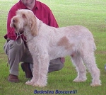 Filename=B Boscarelli.jpg
Filesize=52KiB
Dimensions=429x386
Date added=Sep 13, 2009 B Boscarelli.jpg