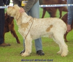 Filename=M MilleniumGold.jpg
Filesize=61KiB
Dimensions=517x444
Date added=Sep 13, 2009 M MilleniumGold.jpg
