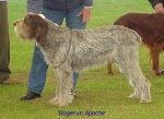 Filename=S Apache.jpg
Filesize=51KiB
Dimensions=497x363
Date added=Sep 13, 2009 S Apache.jpg