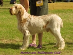 Filename=M MilleniumGold.jpg
Filesize=50KiB
Dimensions=600x451
Date added=Sep 13, 2009 M MilleniumGold.jpg
