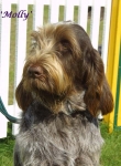 Filename=Molly.jpg
Filesize=53KiB
Dimensions=441x600
Date added=Sep 13, 2009 Molly.jpg