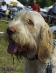 Filename=Ralph.jpg
Filesize=40KiB
Dimensions=463x600
Date added=Sep 13, 2009 Ralph.jpg