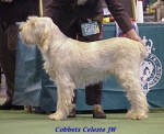 Filename=C Celeste.jpg
Filesize=47KiB
Dimensions=452x368
Date added=Sep 13, 2009 C Celeste.jpg