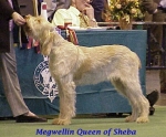 Filename=M QueenOfSheba.jpg
Filesize=42KiB
Dimensions=387x321
Date added=Sep 13, 2009 M QueenOfSheba.jpg