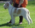 Filename=B Fontana.jpg
Filesize=53KiB
Dimensions=460x365
Date added=Sep 13, 2009 B Fontana.jpg