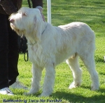 Filename=B Luca.jpg
Filesize=64KiB
Dimensions=478x474
Date added=Sep 13, 2009 B Luca.jpg