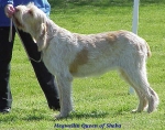 Filename=M QueenofSheba.jpg
Filesize=72KiB
Dimensions=573x452
Date added=Sep 13, 2009 M QueenofSheba.jpg