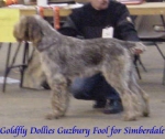 Filename=G DolliesGuzburyFool.jpg
Filesize=16KiB
Dimensions=361x305
Date added=Sep 13, 2009 G DolliesGuzburyFool.jpg