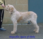 Filename=M QueenOfSheba.jpg
Filesize=26KiB
Dimensions=443x407
Date added=Sep 13, 2009 M QueenOfSheba.jpg